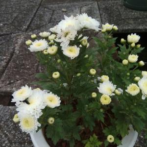 我新添加了一棵“小白菊”到我的“花园”