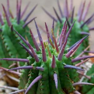 名称:  #红麒麟  
英文名：Euphorbia aggregata BERGER 
科:  #大戟科  
属:  #大戟属  
种植难度:  #容易  
生长季:  #夏型种  
