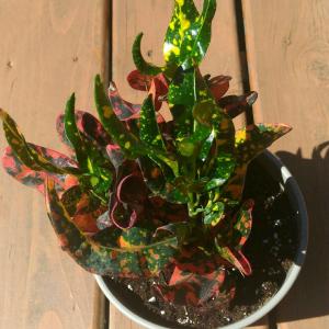DUANG!我新添加了一棵“变色木codiaeum variegatum”到我的“花园”，这是它的第一篇成长志,还请花友们多多关照噢！