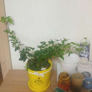 제가 새로운 식물 “아라”한 그루를 나의 “화원”에 옴겼어요. 