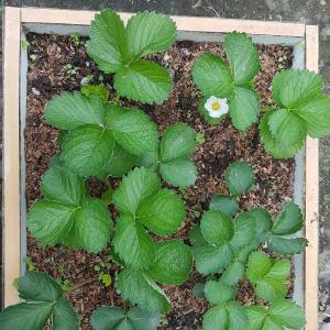 我新添加了一棵“草莓”到我的“花園”。