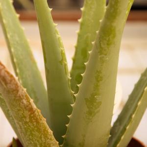 Name: Aloe vera
Latin: Aloe vera
Origin: Africa
Plant height: 10 - 60 cm
Reproduction:  #Seeds  
Difficulty level:  #Easy  
Tags:  #Africa   #Aloevera  

