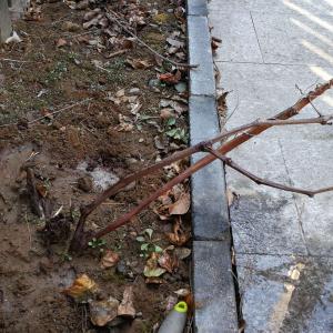 本来有两棵葡萄，结果翻整院子弄死了一棵，另一棵也断了，去年顽强地爬了新枝，慢慢养着吧。