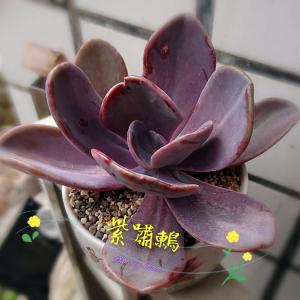 我新添加了一棵“紫嘯鶇”到我的“花園”。