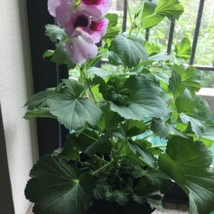 我新添加了一棵“天竺葵”到我的“花园”