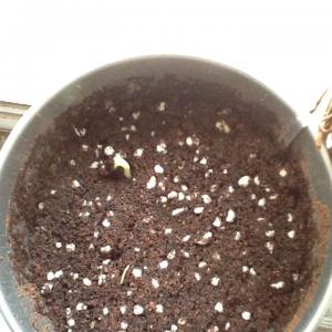 제가 새로운 식물 “sunflower”한 그루를 나의 “화원”에 옴겼어요. 