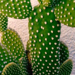 Name: Angels Wings opuntia
Latin: Opuntia microdasys
Origin: South America
Plant height: 40 - 60 cm
Reproduction:  #Stems  
Difficulty level:  #Easy  
Tags:  #SouthAmerica   #Opuntiamicrodasys  

