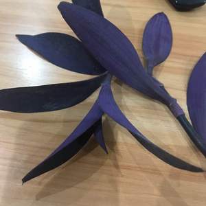 我新添加了一棵“紫竹梅”到我的“花园”