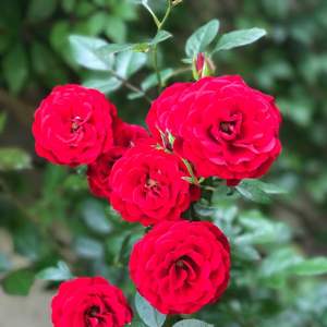 I Nuevo agregado un Rosa mini roja en mi jardín