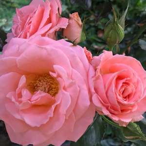 I Nuevo agregado un Rosa rosa en mi jardín