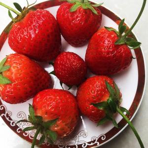 水果*草莓🍓
