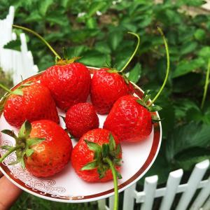 水果*草莓🍓