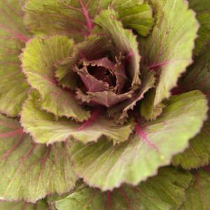 Name: Flowering Kale
Latin: Brassica oleracea
Origin: Europe
Plant height: 30 - 50 cm
Reproduction:  #Seeds  
Difficulty level:  #Medium  
Tags:  #Europe   #Brassicaoleracea  

