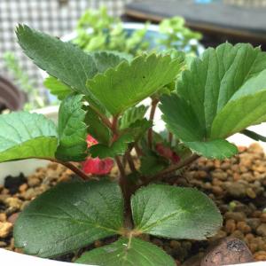 我新添加了一棵“苔丝草莓”到我的“花园”