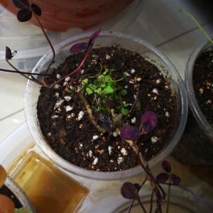 我新添加了一棵“酢浆草～紫叶”到我的“花园”