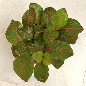 Fittonia (Nerve Plant)