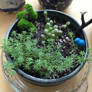 DUANG!我新添加了一棵“薄雪万年草、五十玲玉”到我的“花园”，这是它的第一篇成长志,还请花友们多多关照噢！