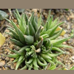 名称:  #玉栉  
英文名：Haworthia chlorocantha var. subglauca 
科:  #百合科  
属:  #十二卷属  
种植难度:  #容易  
生长季:  #冬型种  
