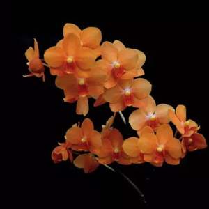 我新添加了一棵“Asconopsis Irene Dobkin 'Elmhurst' HCC/AOS 千代蝴蝶兰”到我的“花园”