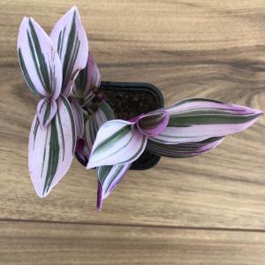 zzz - Tradescantia cerienthoides ‘Lilac’ (MH1)