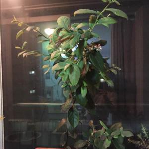 제가 새로운 식물 “미스티 블루베리”한 그루를 나의 “화원”에 옴겼어요. 