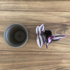zzz - Tradescantia cerienthoides ‘Lilac’ (MH1)