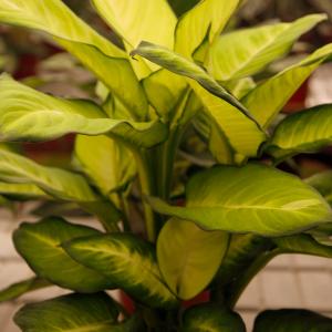 Name: Dieffenbachia Camilla
Latin: Dieffenbachia maculata
Origin: South America
Plant height: 30 - 100 cm
Reproduction:  #Stems  
Difficulty level:  #Easy  
Tags:  #SouthAmerica   #Dieffenbachiamaculata  

