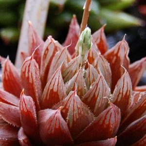 名称:  #红水晶  
英文名：Haworthia cooperi var. leightonii 
科:  #百合科  
属:  #十二卷属  
种植难度:  #很有挑战  
生长季:  #冬型种  
