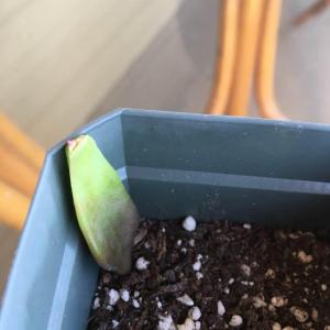 I came home from work to find this little guy! This is a leaf from the original Gannon! My first (successful) propigation! can’t wait to see the progress :)