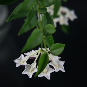名称： #贝拉球兰  
            英文名称：Hoya lanceolata subsp. bella 
别名：贝拉球兰、美丽球兰
科： #萝藦科  
属： #球兰属  
原产印度,泰国和缅甸的攀援灌木,可用扦插方式繁殖。在5～7月开白色有香味的小花,聚集在一起呈伞形状,就好似球一样。在与风为伴的日子里,秀苗的身形摇曳生姿,默默等待生命绽放的那一刻,除了那娇美的容颜和似水的柔情,还有这一身的沁心芬芳。