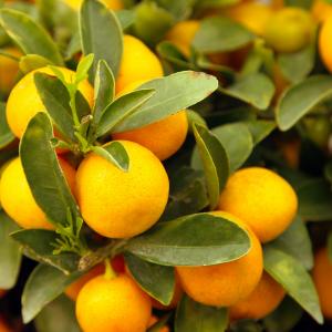 Name: Calamondin Orange
Latin: Citrus mitis
Origin: Asia
Plant height: 80 - 150 cm
Reproduction:  #Stems  
Difficulty level:  #Medium  
Tags:  #Asia   #Citrusmitis  

