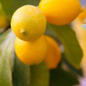 Name: Meyer Lemon
Latin: Citrus meyeri
Origin: Asia
Plant height: 80 - 150 cm
Reproduction:  #Stems  
Difficulty level:  #Medium  
Tags:  #Asia   #Citrusmeyeri  

