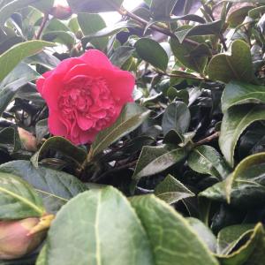 Camellia - 茶花