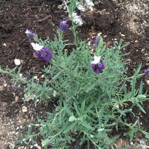 “ラベンダー lavender”を「ガーデン」に新しく追加しました。