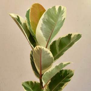 Ficus Elastica Tineke (Variegated)