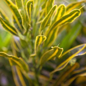 Name: Croton Golden Bell
Latin: Codiaeum variegatum
Origin: Asia
Plant height: 50 - 80 cm
Reproduction:  #Spores  
Difficulty level:  #Pro  
Tags:  #Asia   #Codiaeumvariegatum  

