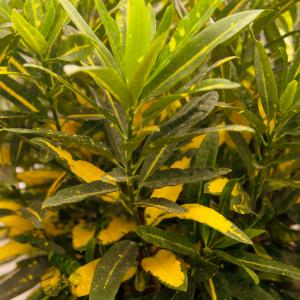 Name: Croton Gold Dust
Latin: Codiaeum variegatum
Origin: Asia
Plant height: 50 - 80 cm
Reproduction:  #Layering  
Difficulty level:  #Pro  
Tags:  #Asia   #Codiaeumvariegatum  

