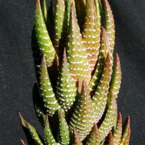 名称:  #华宵殿  
英文名：Haworthia coarctata var. adelaidensis 
科:  #百合科  
属:  #十二卷属  
种植难度:  #容易  
生长季:  #冬型种  
