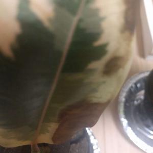 제가 새로운 식물 “green”한 그루를 나의 “화원”에 옴겼어요. 
