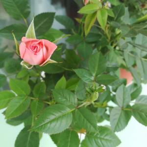 我新添加了一棵“迷你玫瑰”到我的“花园”