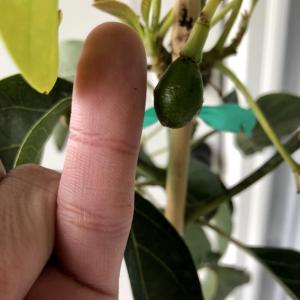 My tiny avocado is growing.