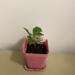 我新添加了一棵“小番茄小汤姆”到我的“花园”