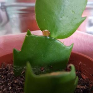 My Schlumbergera Truncata has grown so fast in just 2 weeks.
