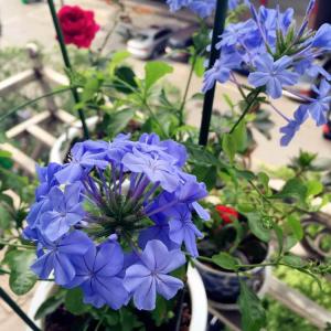 DUANG!我新添加了一棵“蓝雪花”到我的“花园”，这是它的第一篇成长志,还请花友们多多关照噢！