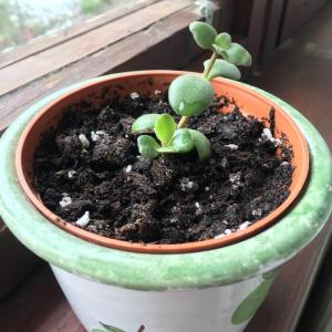 Finally growing! 🌱