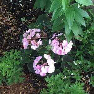 “ゼラニウム rose geranium”を「ガーデン」に新しく追加しました。