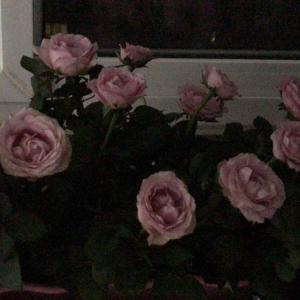 我新添加了一棵“粉玫瑰”到我的“花园”