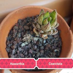 Haworthia Coarctata