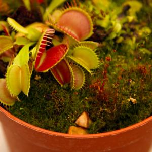 Name: Venus Flytrap
Latin: Dionaea muscipula
Origin: North America
Plant height: 8 - 25 cm
Reproduction:  #Division  
Difficulty level:  #Medium  
Tags:  #NorthAmerica   #Dionaeamuscipula  

