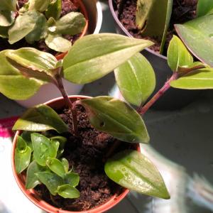 Callisia cordifolia